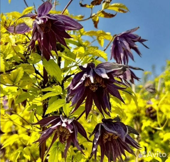Клематис Люминоус Даск