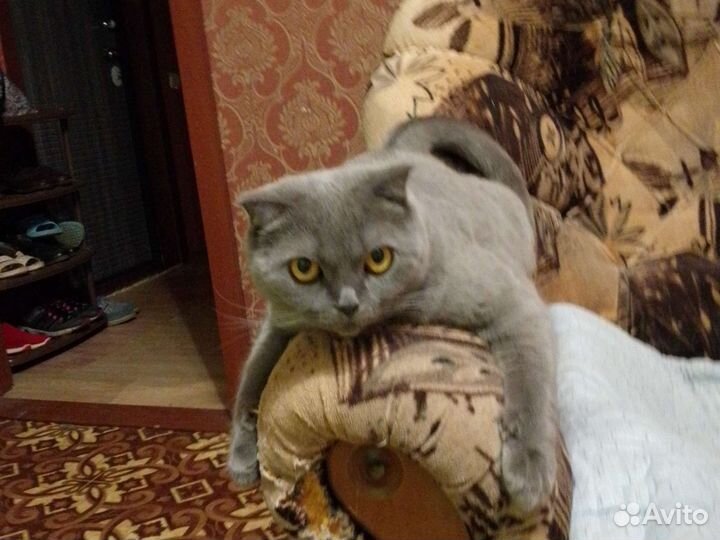 Британская кошка, стерелезованая без когтей