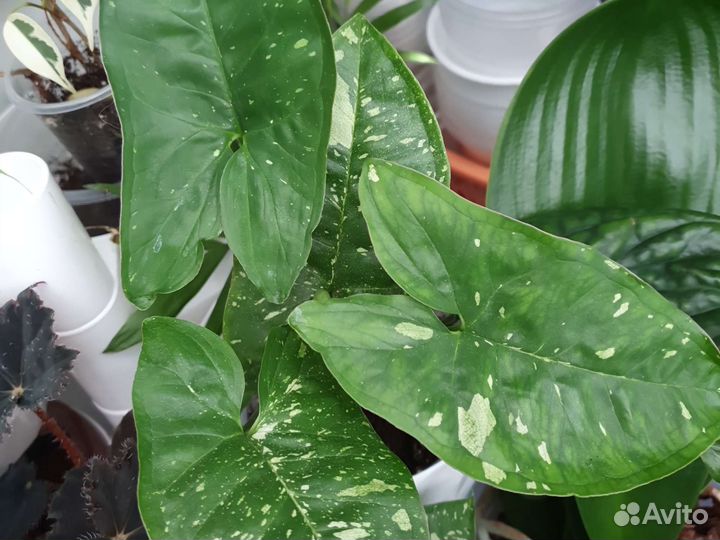 Комнатные цветы