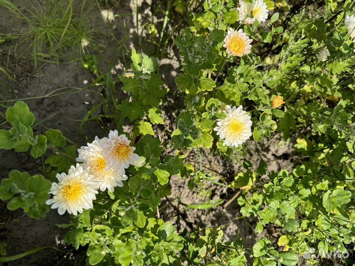 Хризантема яблоневый цвет