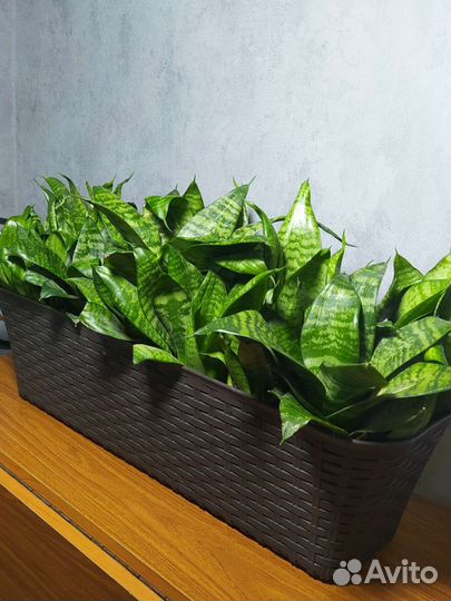 Сансевиерия