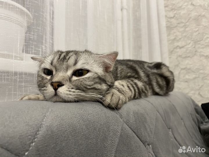 Кошка на вязку