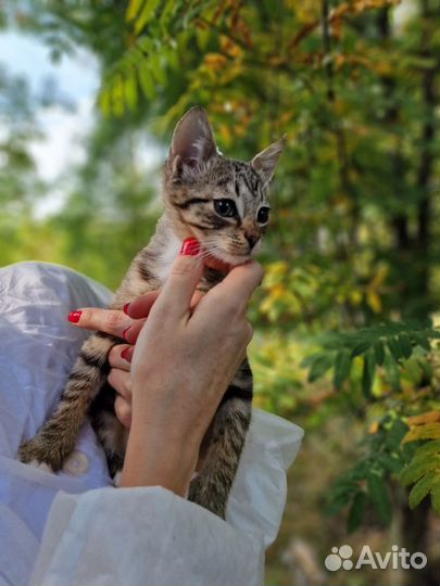 Котята в добрые руки бесплатно