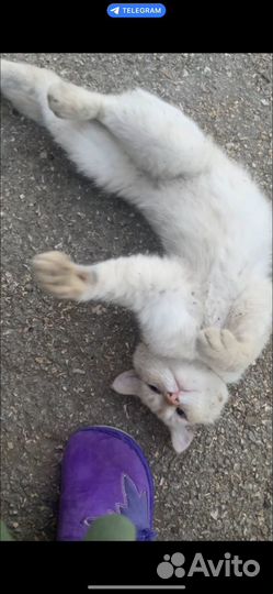 Котики бесплатно