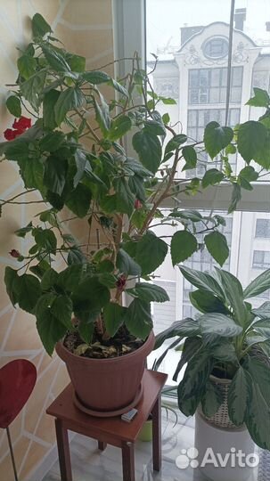 Китайская роза махровая