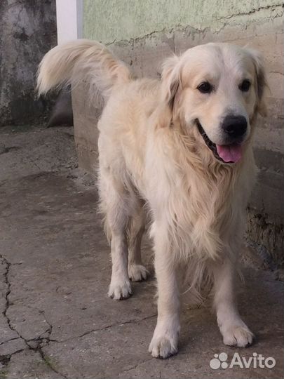 Вязка. Кобель породы золотистый ретривер ищет подр