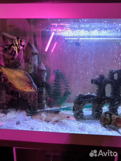Аквариум с тумбой 150л с рыбками и оборудование
