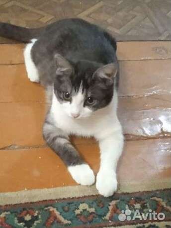 Кошка в дар бесплатно