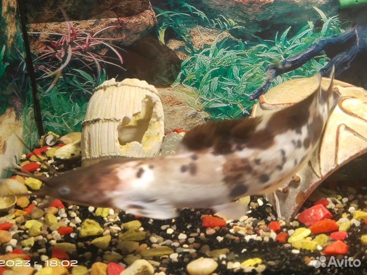 Рыба сом клариус