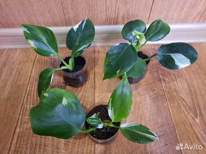 Филодендроны