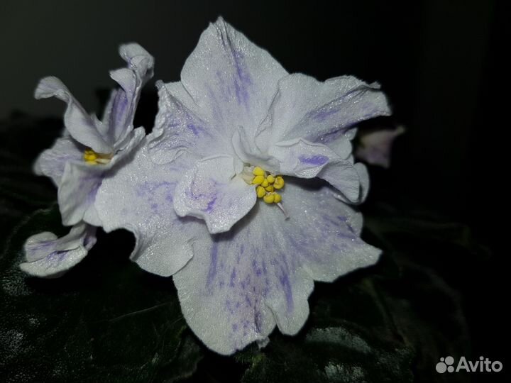 Фиалка фантазийная