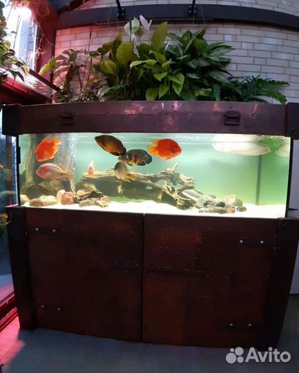 Чистка аквариума, оформление, обслуживание