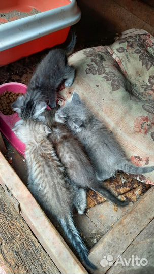 Котята в добрые руки