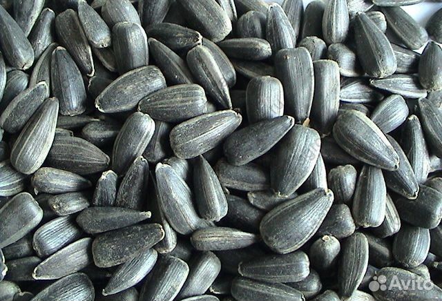 Продам семена подсолнечника
