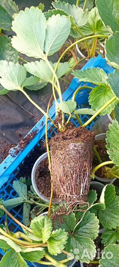 Рассада ремонтантной клубники Кабрилло