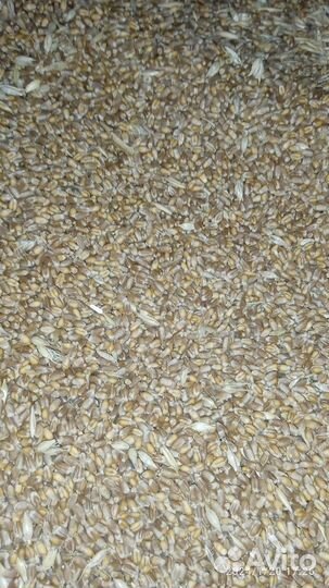 Зерно пшеница ячмень овес