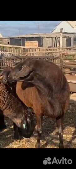 Овцематки с ягнятами