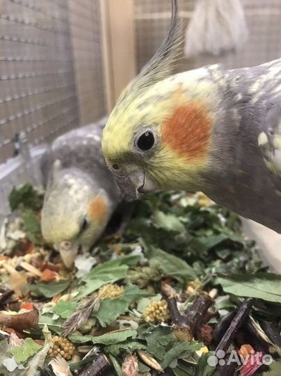 Копошилка для попугаев