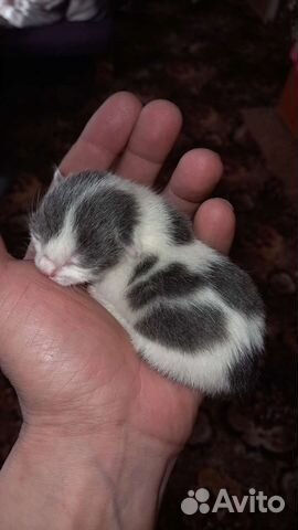 Отдам котят в добрые руки бесплатно