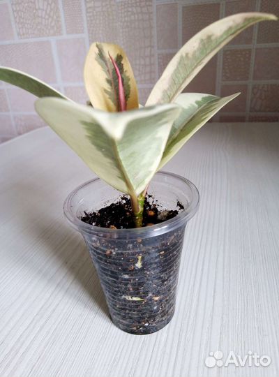 Фикус Мелани вар