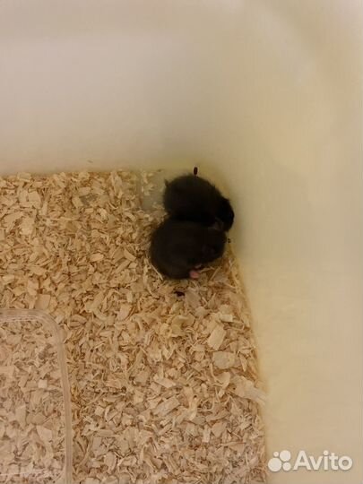 Сирийский хомяк малыш