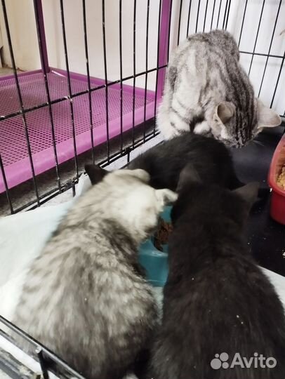 Котята мальчики в добрые ручки