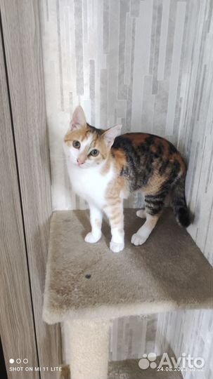 Котята отдам даром