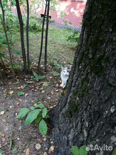 Кошка в дар бесплатно