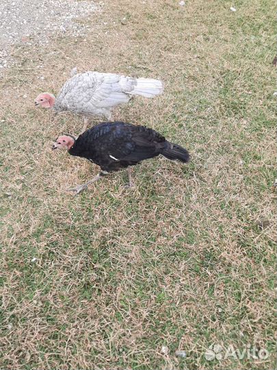 Индюки 30 шт