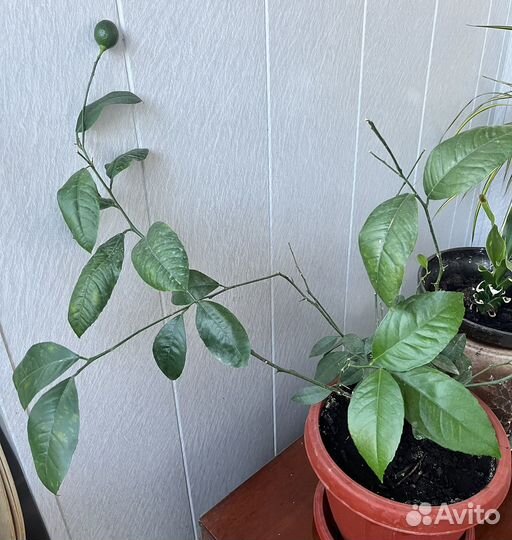 Лимон, лимонное дерево