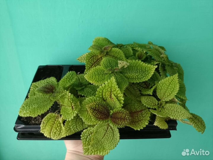 Пилея крассифолия