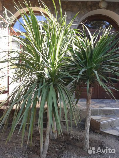 Семена и саженцы оливкового дерева и др растений