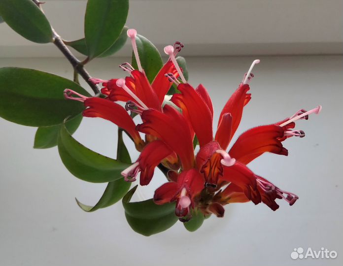 Сортовые Эсхинантусы