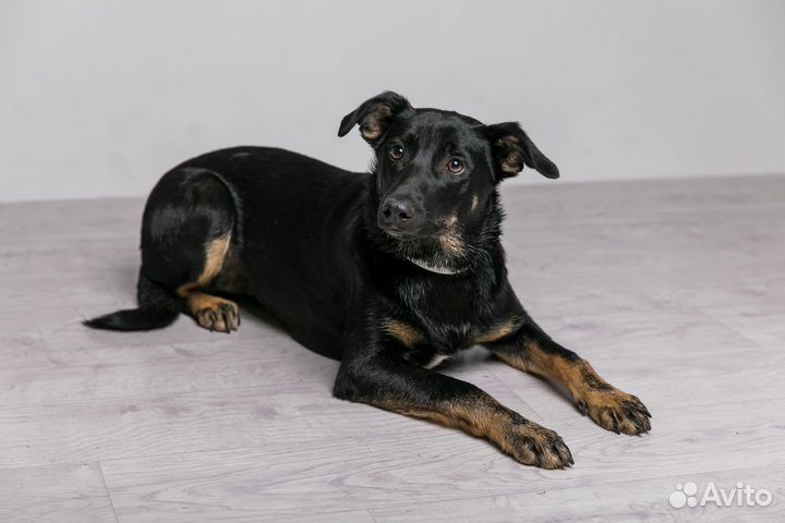 Черная собака ищет дом