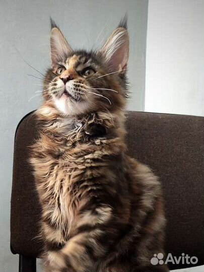 Котенок девочка полидакт