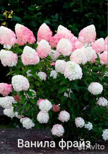 Гортензия метельчатая