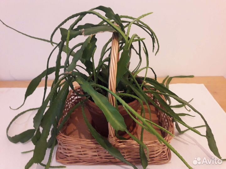 Дизокактус филлантовидный (эпифиллум)