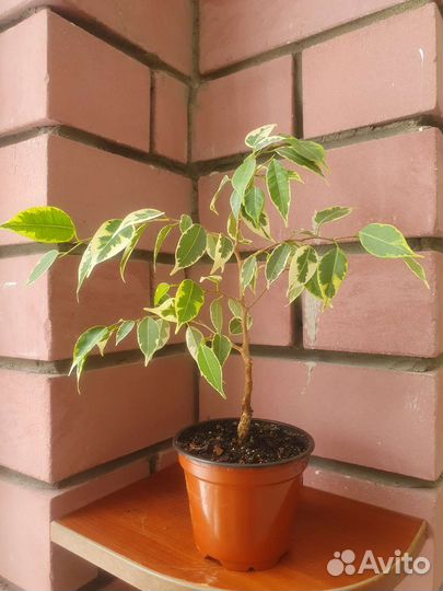 Фикусы бенджамина