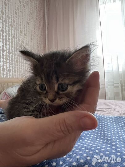 Котенок в добрые руки