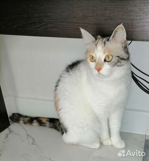 Мура ищет добрые руки