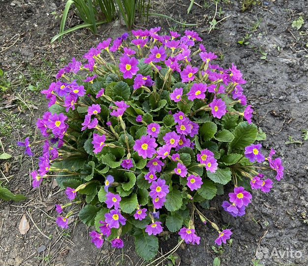 Ирисы, лилейники, астильба и другие многолетники