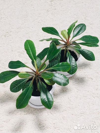 Молочай, домашние цветы