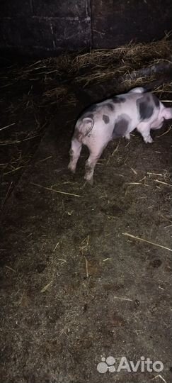 Поросята Пьетрен