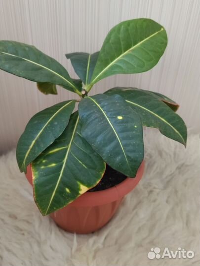 Кодиеум кротон