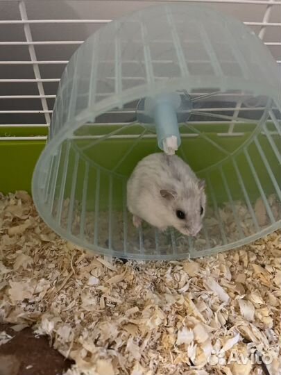 Джунгарский хомяк с клеткой бесплатно