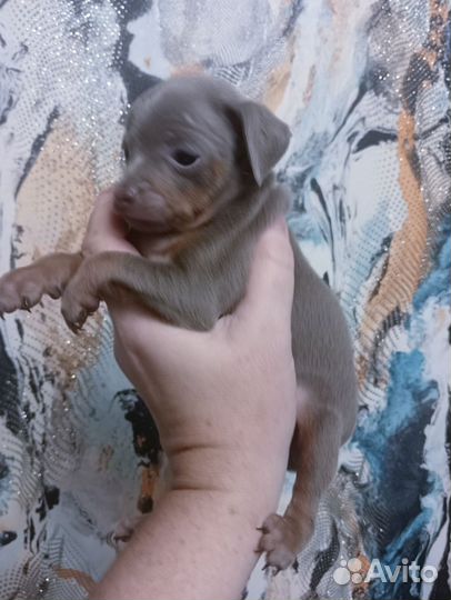 Той терьеры лилового окраса