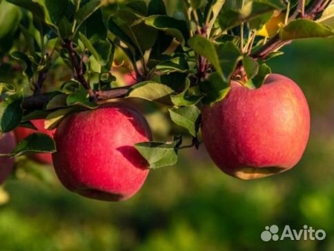 Саженцы яблони «Веньяминовское»