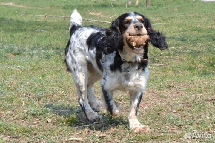 Вязка русский охотничий спаниель