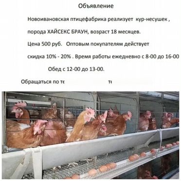 Куры несушки