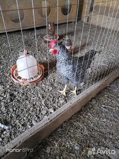 Петушки плимутрока